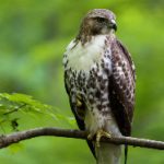 日本熟妇OLDWOMEN 79007pg