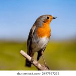 亚洲欧美日韩高清专区 mm06r