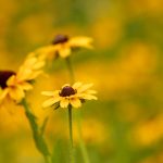 sehuiyao39:探索sehuiyao39背后的故事与精彩内容 y7c4aun